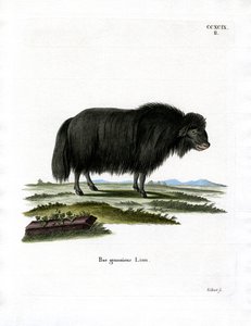 Yak da German School