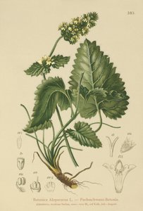 Betonica gialla (Betonica Alopecurus, Stachys alopecuros) da German School