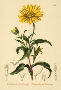 Occhio di bue giallo da German School