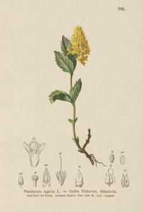 Paederota ageria (Paederota Ageria, Paederota lutea) da German School