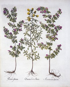 Ginestrino giallo, Ginestrino rosa e Ginestrino spinoso rosa, da Hortus Eystettensis, di Basil Besler, pub. 1613 da German School