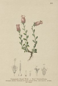 Campanula di Zois (Campanula Zoysii) da German School