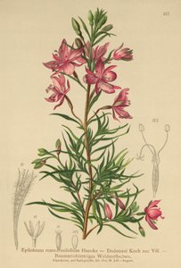 Epilobio a foglie di rosmarino (Epilobium rosmarinifolium, Epilobium dodonaei) da German School