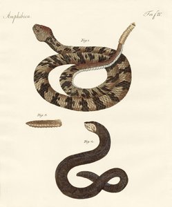 Serpente