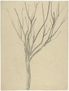 Albero spoglio