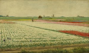Campi di Tulipani