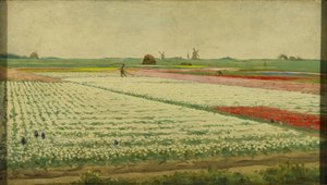 Campi di tulipani