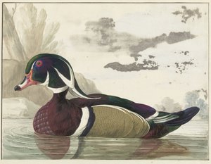 Anatra Carolina da Gerrit van den Heuvel