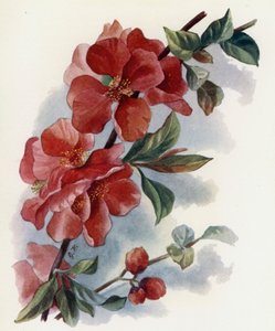Cydonia Japonica v Cardinalis da Gertrude Hamilton