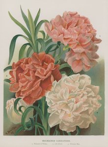 Garofani di Malmaison da Gertrude Hamilton
