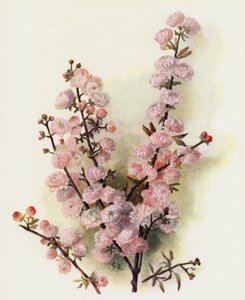 Prunus Sinensis Rosea Plena da Gertrude Hamilton