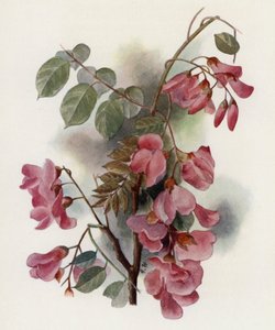 Robinia Hispida da Gertrude Hamilton
