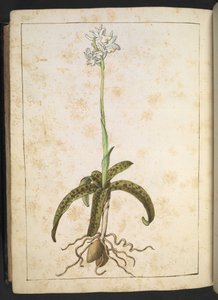 Una pianta con petali bianchi, da "Dipinti della flora degli Stati Romani" di Gherardo Cibo, Add MS 22333, f173v, c.1564-84 da Gherardo Cibo