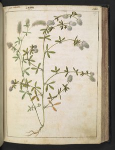 Una pianta con fiori bianchi, da "Dipinti della Flora degli Stati Romani" di Gherardo Cibo, Add MS 22333, f117r, c.1564-84 da Gherardo Cibo