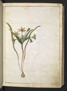 Una pianta con fiori gialli, da "Paintings of Flora of the Roman States" di Gherardo Cibo da Gherardo Cibo