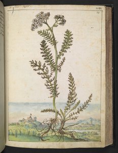 Achillea millefolium: Una pianta alta tipo felce con fiori bianchi, da "Dipinti della flora degli Stati Romani" di Gherardo Cibo