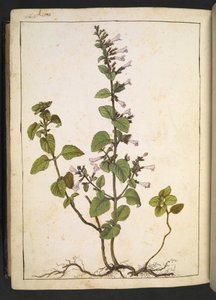 Acinos, Clinopodium: Pianta perenne legnosa con fiori tubolari, da 