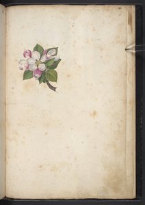 Fiore, da 