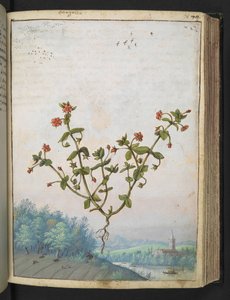 Anagalis arvensis: Una pianta con fiori rossi, da 