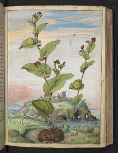 Aristolochia rotunda: Una pianta fruttifera, da "Dipinti della flora degli Stati Romani" di Gherardo Cibo, Add MS 22333, f078r, c.1564-84