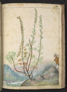 Artemisia abrotanum (abrotano), da 