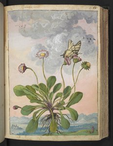 Bellis perennis, da "Paintings of Flora of the Roman States" di Gherardo Cibo da Gherardo Cibo