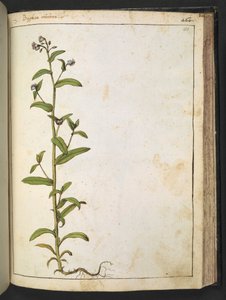 Buglossa, Anchusa azurea (Loddon Royalist), da 