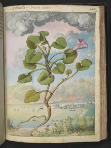 Calystegia soldanella, da "Dipinti della flora degli Stati Romani" di Gherardo Cibo, Add MS 22333, f150r, c.1564-84 da Gherardo Cibo