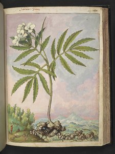 Cardamine heptaphylla, da 