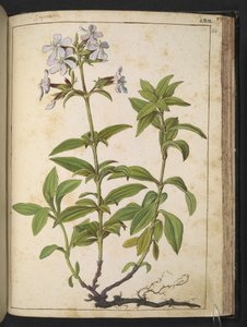 Caryophyllaceae (Saponaria): un genere di piante fiorite della famiglia delle caryophyllaceae, da 
