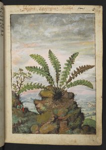 Ceterach officinarum, da "Paintings of Flora of the Roman States" di Gherardo Cibo