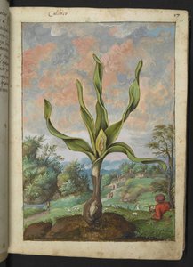 Colchicum autumnale, da "Dipinti della flora degli Stati Romani" di Gherardo Cibo da Gherardo Cibo