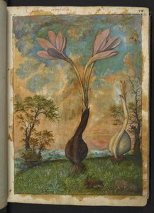 Colchicum autumnale, da "Paintings of Flora of the Roman States" di Gherardo Cibo