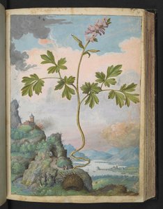 Corydalis cava: Una pianta con fiori rosa, da 