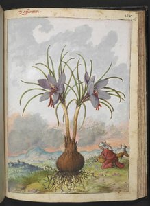 Crocus sativus (Zafferano), da "Dipinti della flora degli Stati Romani" di Gherardo Cibo, Add MS 22333, f160r, c.1564-84 da Gherardo Cibo