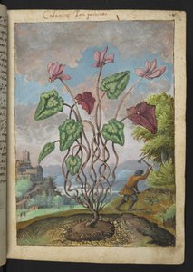 Cyclamen hederifolium, da "Dipinti della flora degli Stati Romani" di Gherardo Cibo da Gherardo Cibo