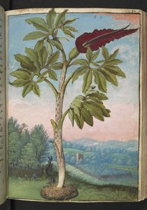 Dracunculus vulgaris, da "Paintings of Flora of the Roman States" di Gherardo Cibo