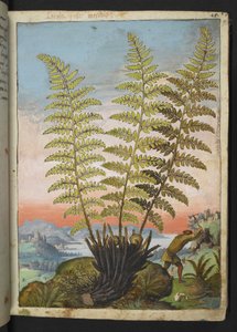 Dryopteris filix mas: Una felce, da "Paintings of Flora of the Roman States" di Gherardo Cibo