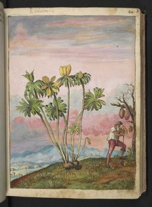 Eranthis hyemalis, da "Paintings of Flora of the Roman States" di Gherardo Cibo