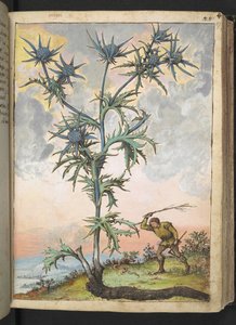 Eryngium maritimum, da "Dipinti della flora degli Stati Romani" di Gherardo Cibo, Add MS 22333, f047r, c.1564-84 da Gherardo Cibo