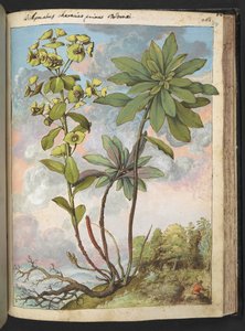Euphorbia amygdaloides o Euphorbia characias, da "Dipinti della Flora degli Stati Romani" di Gherardo Cibo, Add MS 22333, f154r, c.1564-84 da Gherardo Cibo
