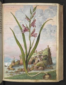 Gladiolus Italicus, da "Dipinti della flora degli Stati Romani" di Gherardo Cibo, Add MS 22333, f072r, c.1564-84 da Gherardo Cibo