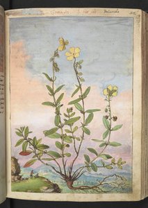 Helianthemum nummularium, da "Paintings of Flora of the Roman States" di Gherardo Cibo da Gherardo Cibo