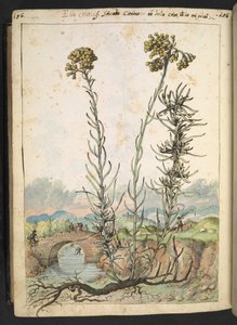 Helichrysum italicum: una pianta con boccioli gialli, da 
