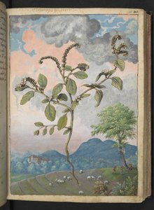 Heliotropium europaeum, da "Dipinti della Flora degli Stati Romani" di Gherardo Cibo, Add MS 22333, f044r, c.1564-84