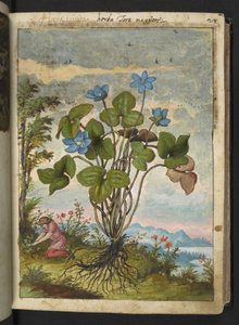 Hepatica nobilis: una pianta con petali blu e una persona che scava o prende talee, da "Dipinti della flora degli Stati Romani" di Gherardo Cibo da Gherardo Cibo
