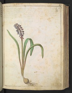 Hyacinthus, da "Paintings of Flora of the Roman States" di Gherardo Cibo da Gherardo Cibo