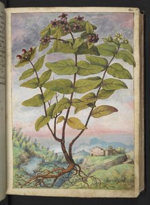 Hypericum hircinum, da "Dipinti della flora degli Stati Romani" di Gherardo Cibo da Gherardo Cibo
