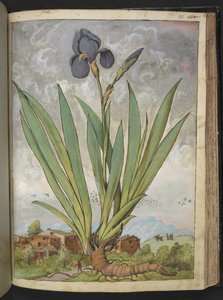 Iris germanica, da "Dipinti della flora degli Stati Romani" di Gherardo Cibo da Gherardo Cibo