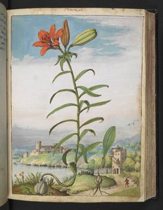 Lilium bulbiferum: Una pianta con petali rossi, da 